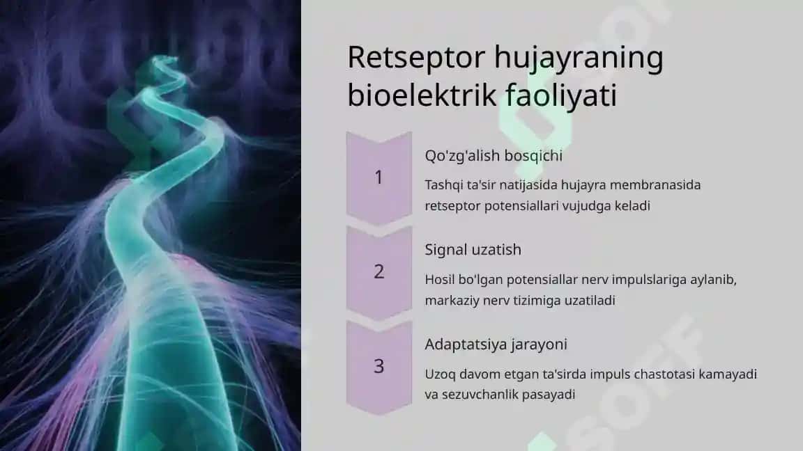 Retsepsiya hamda retseptor hujayralarning tuzilishi va faoliyati 5