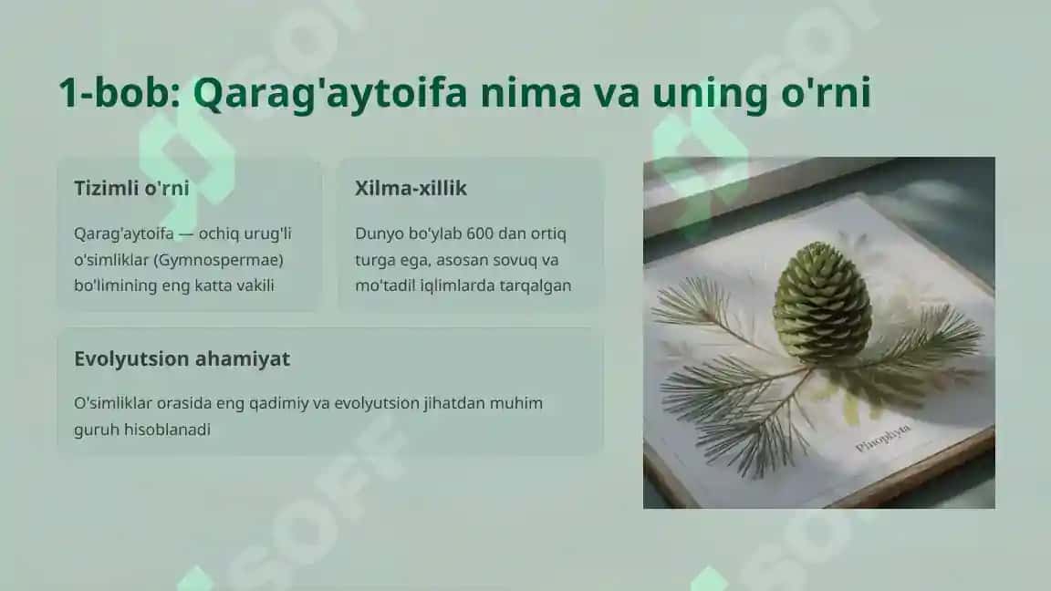 Qarag'aytoifa (Pinophyta, Gymnospermae): Ochiq urug'li o'simliklar bo'limining umumiy tavsifi 2