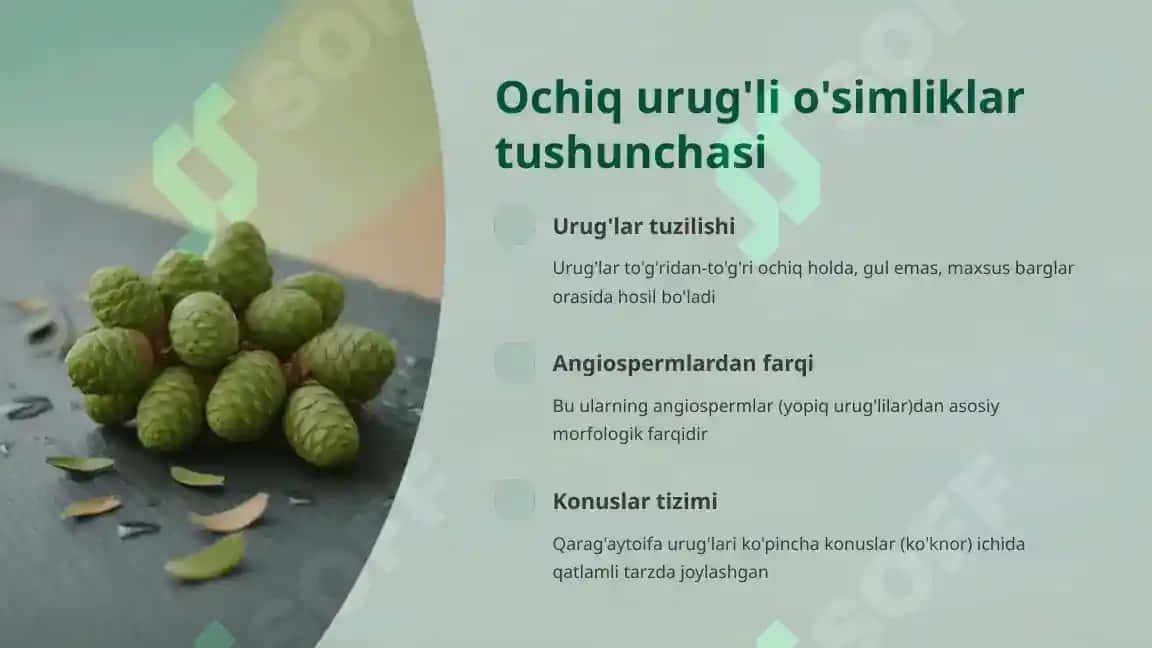 Qarag'aytoifa (Pinophyta, Gymnospermae): Ochiq urug'li o'simliklar bo'limining umumiy tavsifi 3