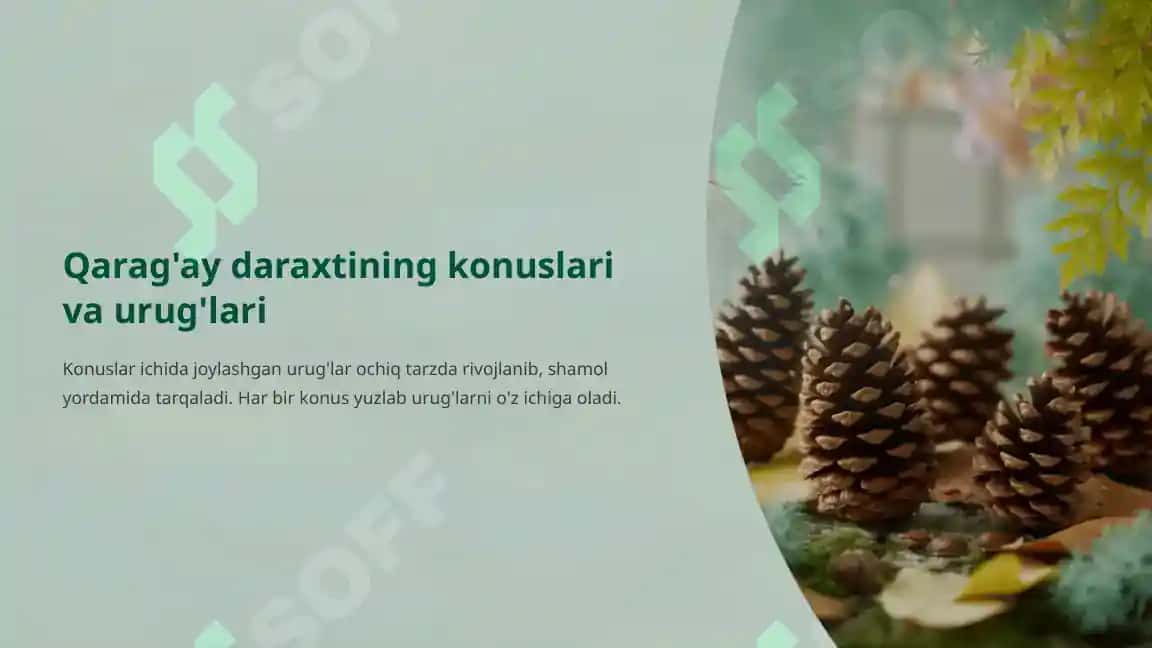 Qarag'aytoifa (Pinophyta, Gymnospermae): Ochiq urug'li o'simliklar bo'limining umumiy tavsifi 4