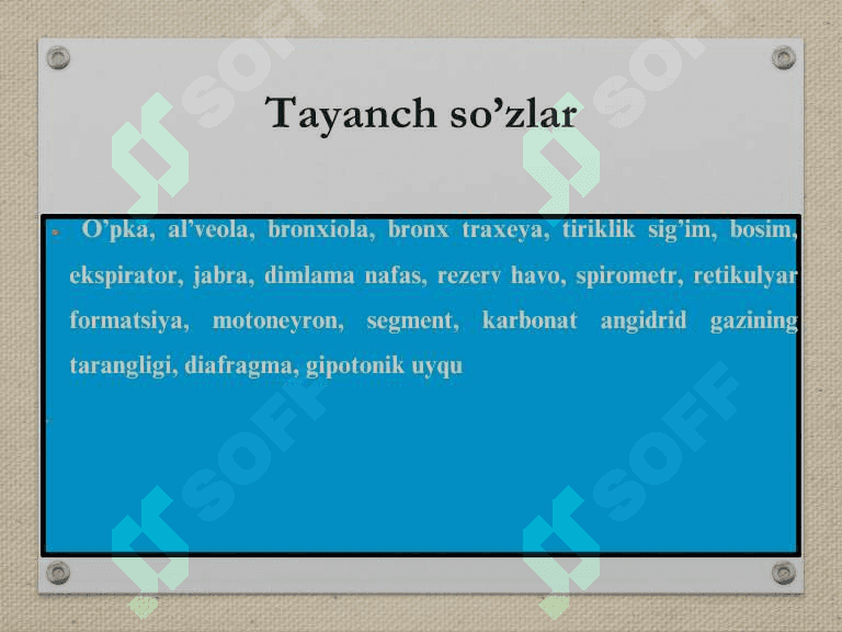 Nafas sistemasi fiziologiyasi, nafas a'zolari haqida ma'lumot 3
