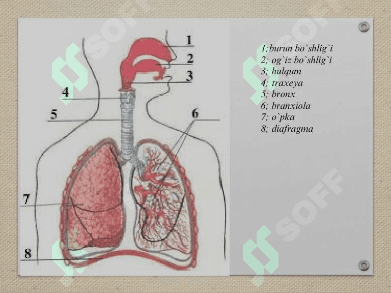 Nafas sistemasi fiziologiyasi, nafas a'zolari haqida ma'lumot 8