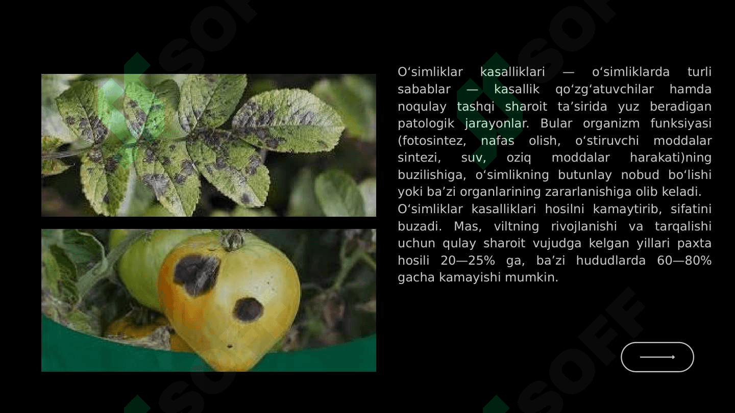 O'simlik kasalliklari va ularning zarari 3