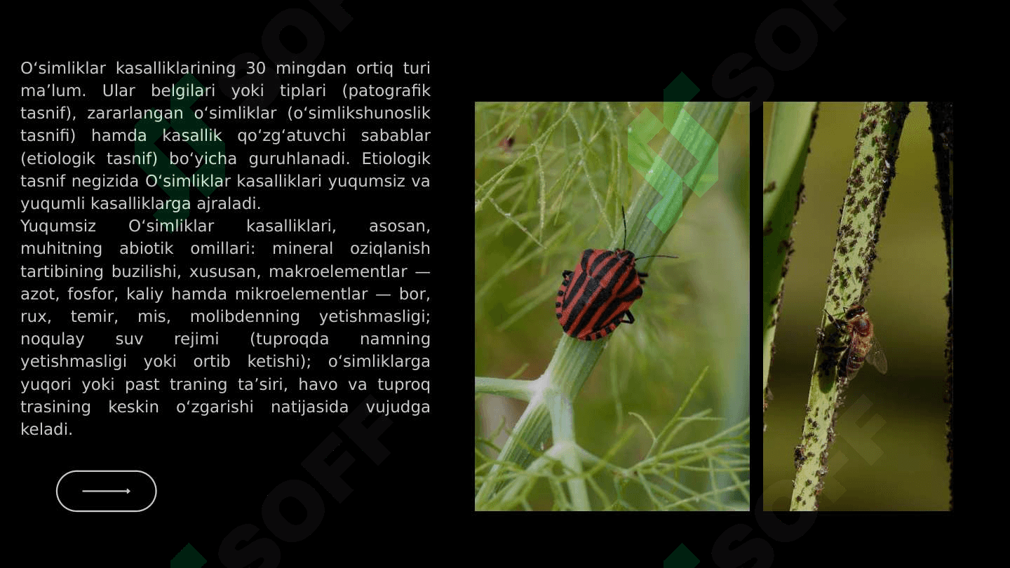 O'simlik kasalliklari va ularning zarari 4