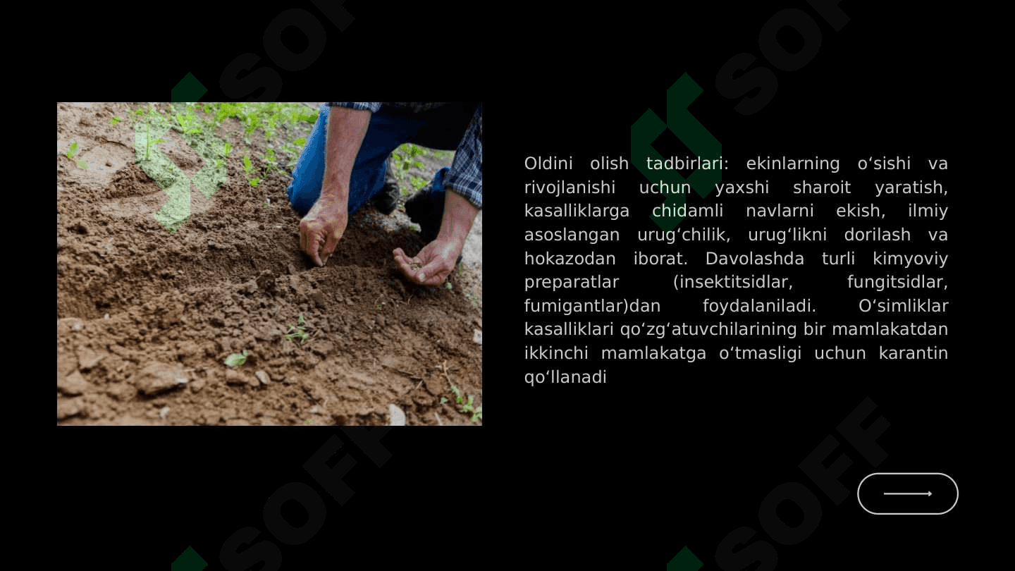 O'simlik kasalliklari va ularning zarari 7