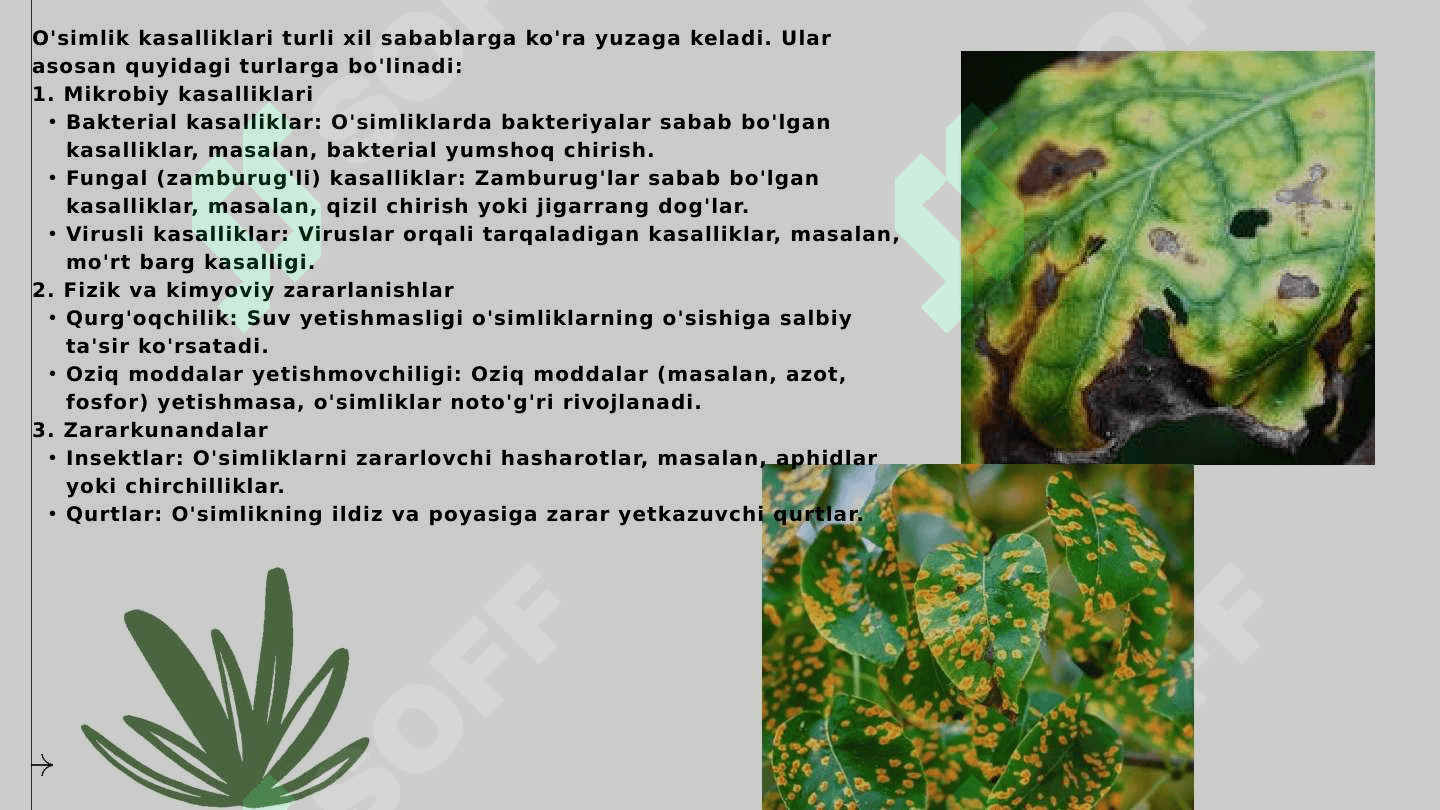 O'simlik kasalliklari va ularning zarari 8