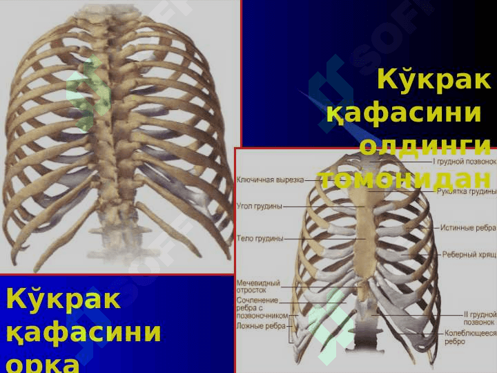 ЕЛКА КАМАРИ ВА КЎКРАК  ҚАФАСИ ШИКАСТЛАРИ 3