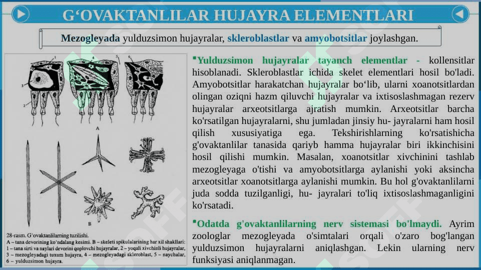 G‘OVAKTANLILAR (SPONGIA, YA’NI PORIFERA) TIP 8