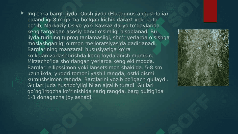Jiydadoshlar oilasi 7
