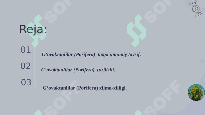 Go'vaktanlilar tipi 2