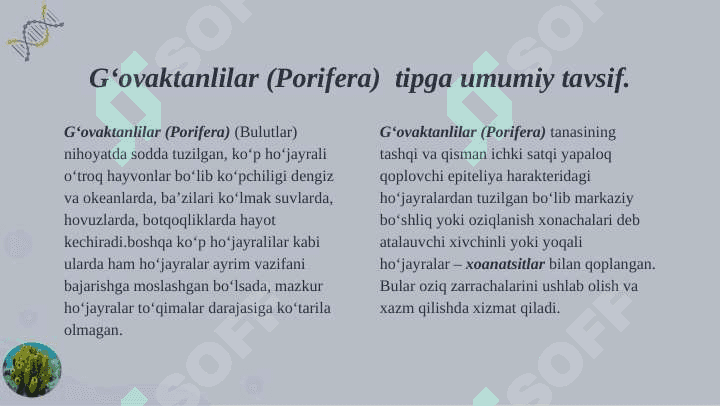 Go'vaktanlilar tipi 4