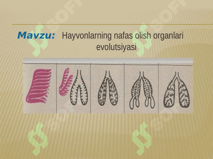 11_sinf_biologiya Hayvonlarning nafas olish organlari evolutsiyasi 2
