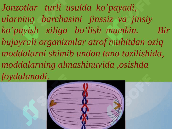 Hujayraning mitotik va hayotiy sikli. 3
