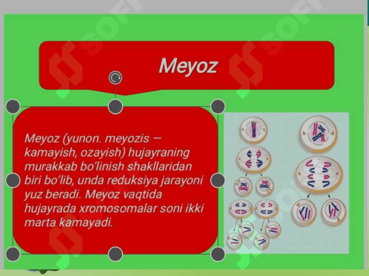 HUJAYRALARNING MITOTIK VA HAYOTIY SIKLI. 7