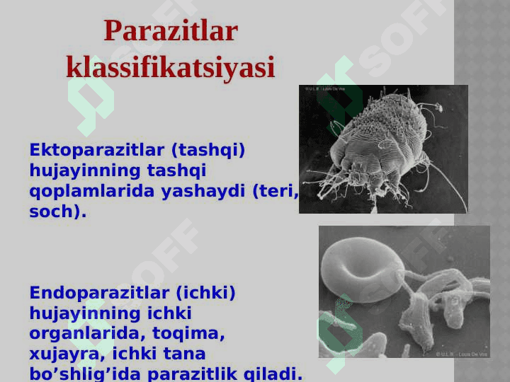 TIBBIY PARAZITOLOGIYA. 7