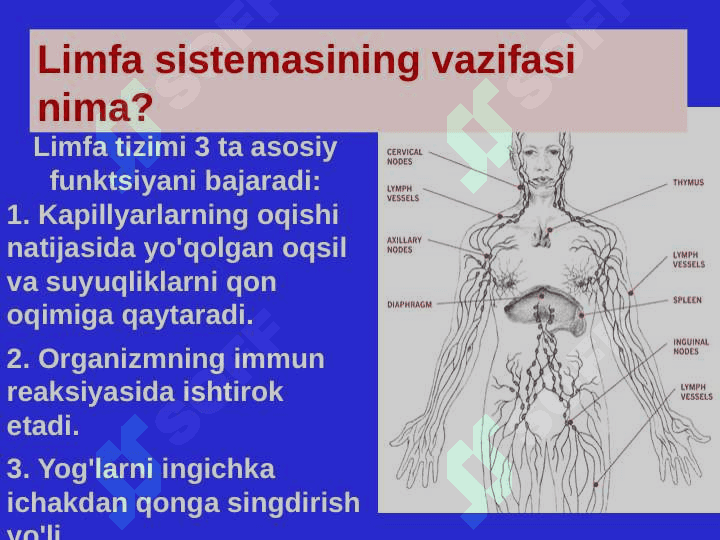 LIMFA SISTEMASI. 8