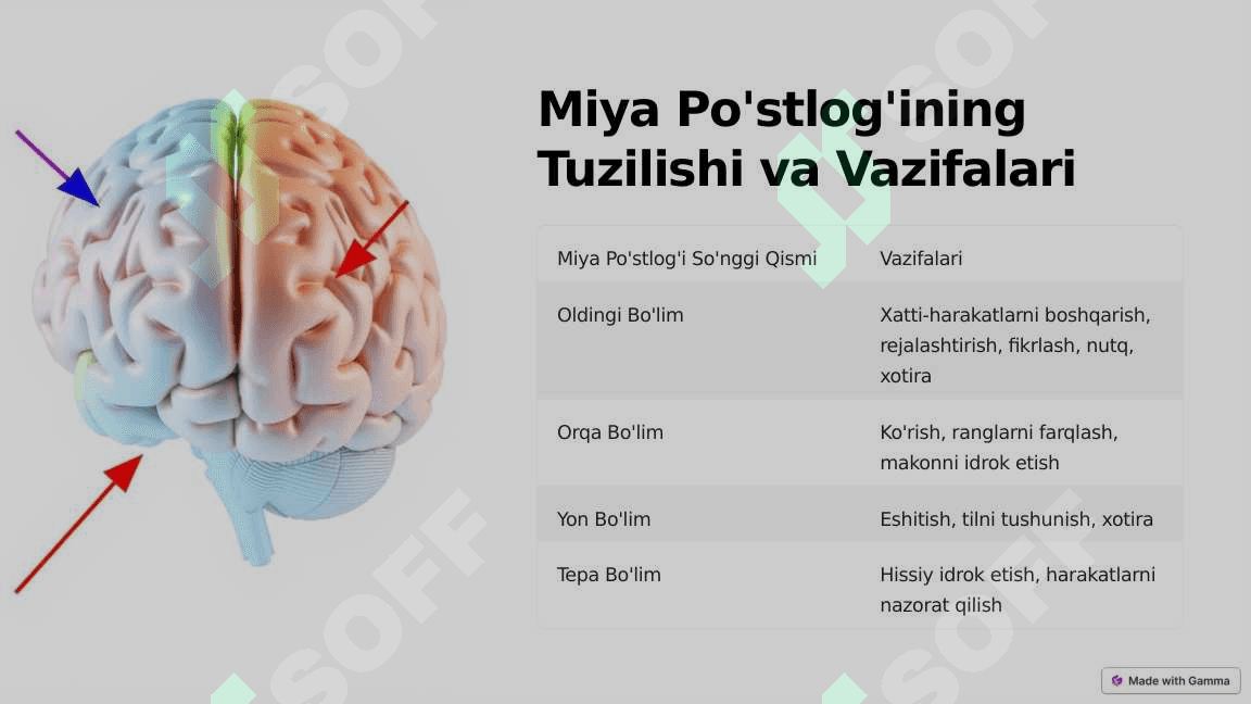 Markaziy nerv faoliyatining oliy nerv faoliyati 4