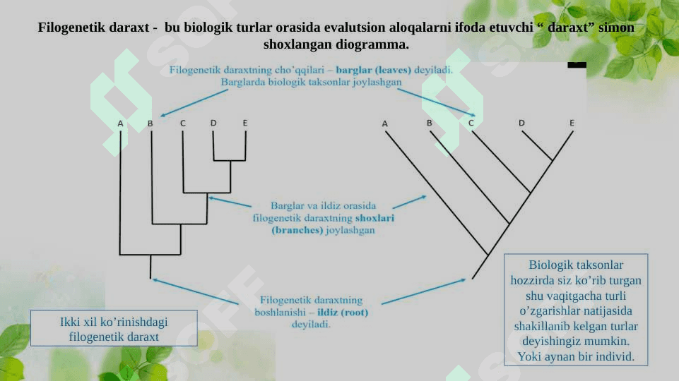 Biologik xilma-xillikning Filogenetik dararxtlarda taxlil qilish yoki ko’plik taqqoslanishlar va filogenetik daraxtni yaratish . Ma’lumotlar taxlili. 4