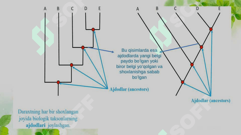 Biologik xilma-xillikning Filogenetik dararxtlarda taxlil qilish yoki ko’plik taqqoslanishlar va filogenetik daraxtni yaratish . Ma’lumotlar taxlili. 5