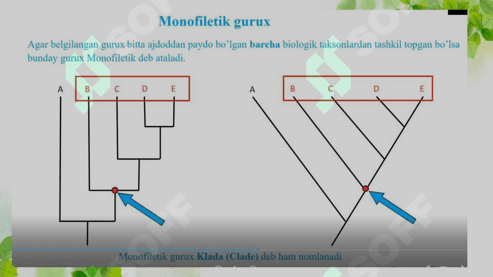 Biologik xilma-xillikning Filogenetik dararxtlarda taxlil qilish yoki ko’plik taqqoslanishlar va filogenetik daraxtni yaratish . Ma’lumotlar taxlili. 7