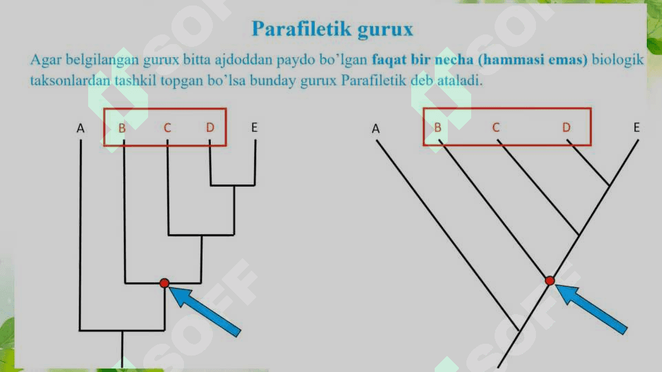 Biologik xilma-xillikning Filogenetik dararxtlarda taxlil qilish yoki ko’plik taqqoslanishlar va filogenetik daraxtni yaratish . Ma’lumotlar taxlili. 8