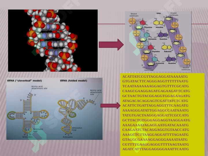 Nukleotid ketma-ketliklarini solishtirish metodlari 3
