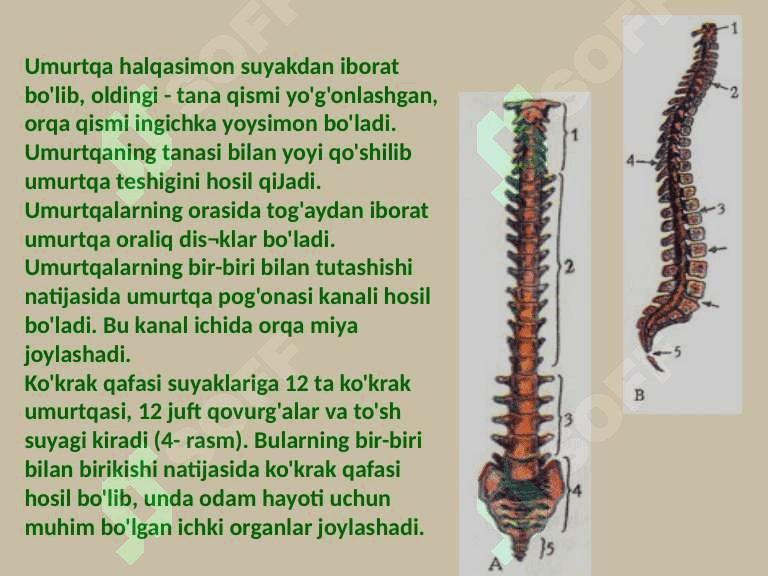 Tayanch harakat sistemasining organlari 6