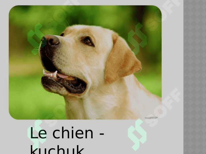 Les animaux domestique 3