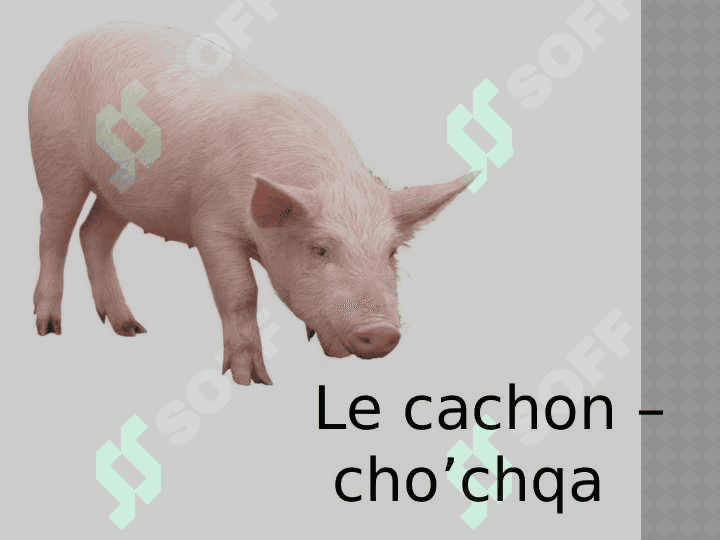 Les animaux domestique 5