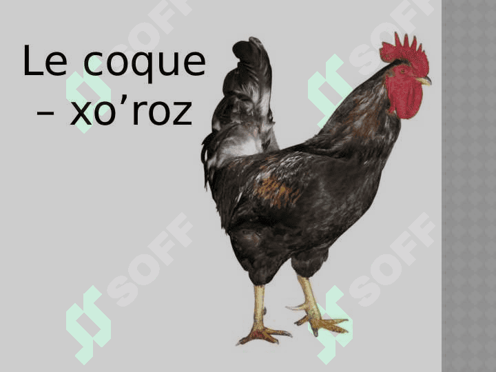 Les animaux domestique 6