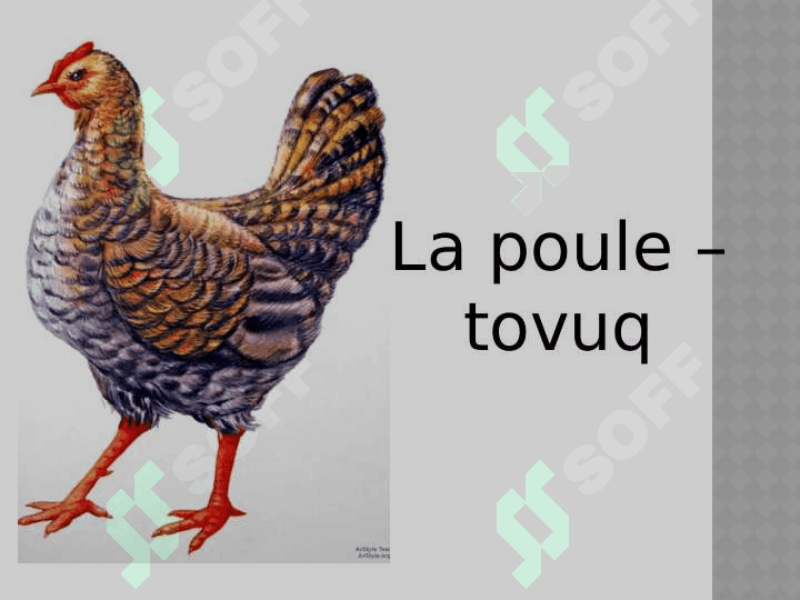 Les animaux domestique 8