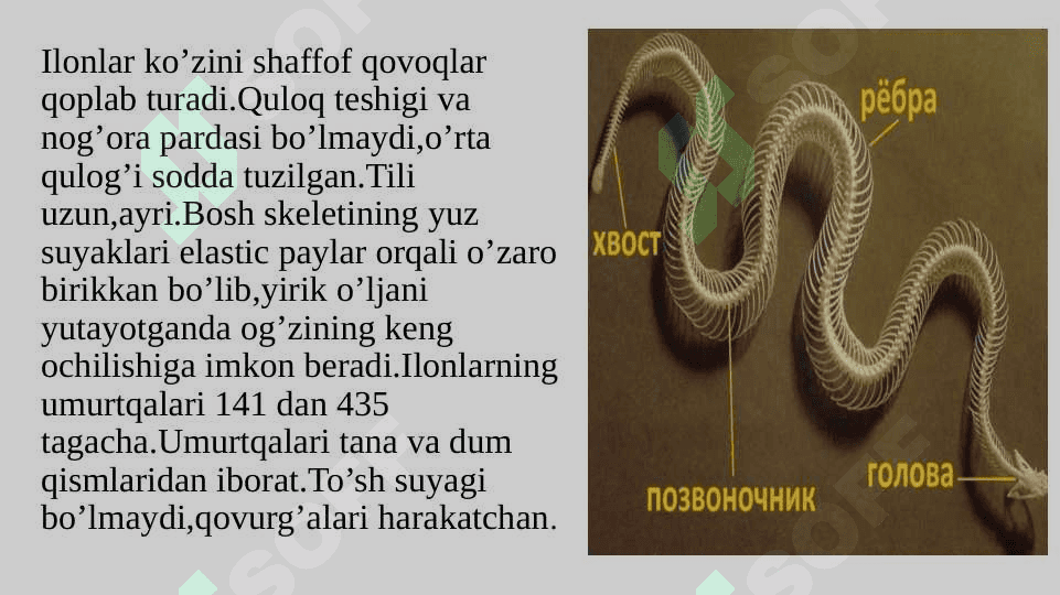 Ilonlarning tuzilishi,hayot kechirishi 4