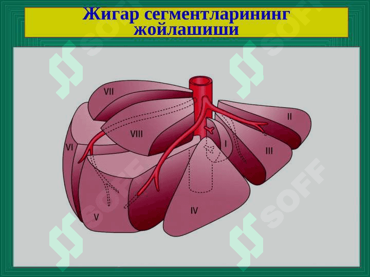 Жигар хирургик касалликлари 3