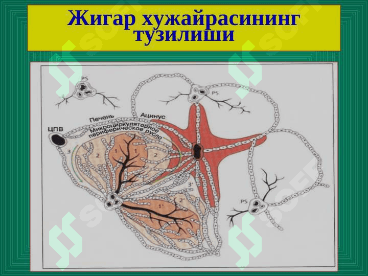 Жигар хирургик касалликлари 4