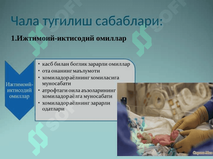 Чала тугилган чакалоклар 6