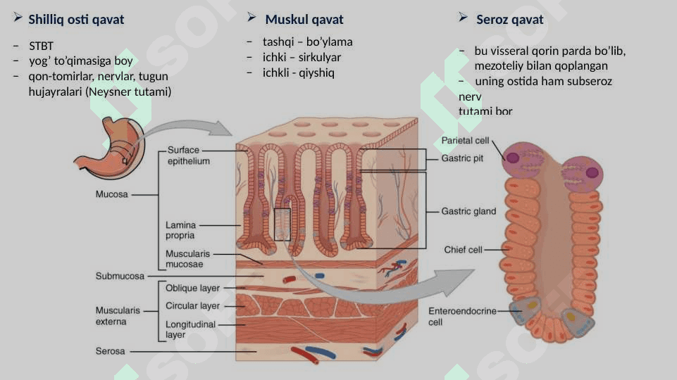 Hazm sistemasi gistalogiyasi 8