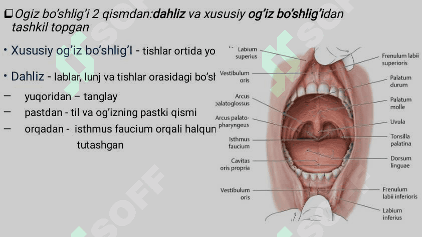 Hazm sistemasi gistalogiyasi 5