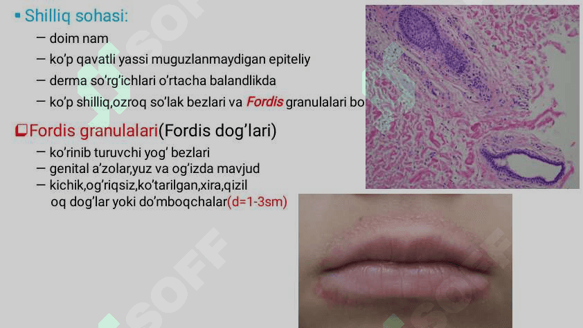 Hazm sistemasi gistalogiyasi 7