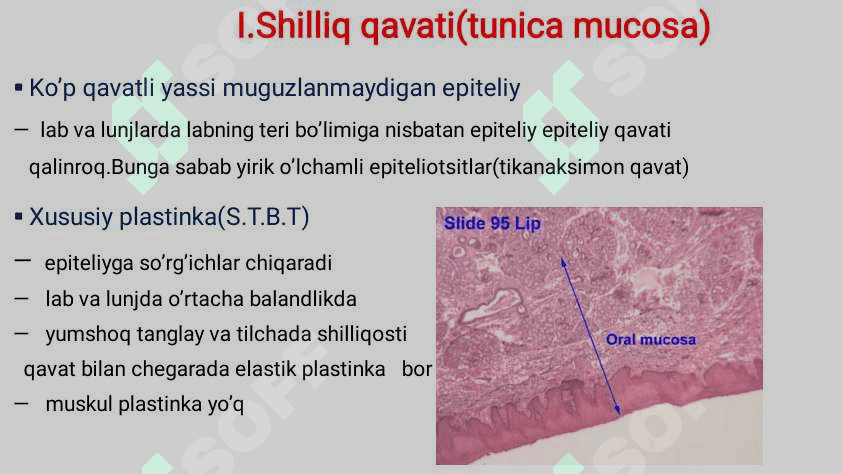 Hazm sistemasi gistalogiyasi 8