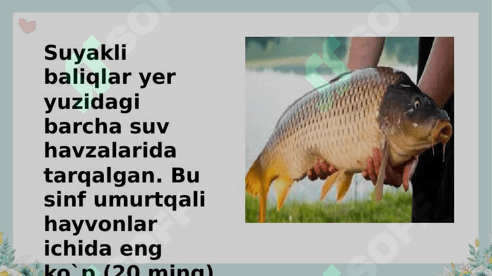 Suyakli baliqlar sistematikasi 2
