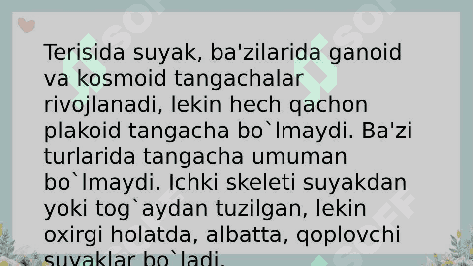 Suyakli baliqlar sistematikasi 3