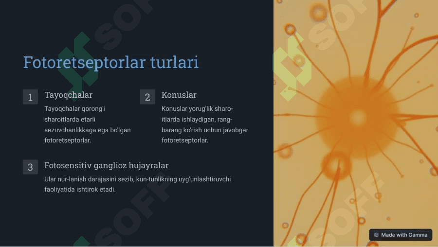 Fotoretseptorlarning morfologik asoslari 3