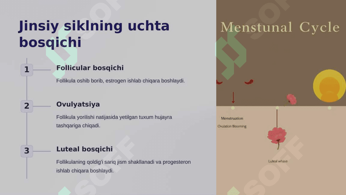Jinsiy siklning gormonal boshqariluvi mexanizmi 2