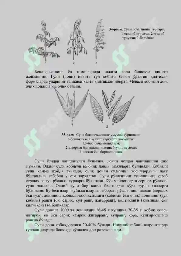 Su li va makkajo'xori 2