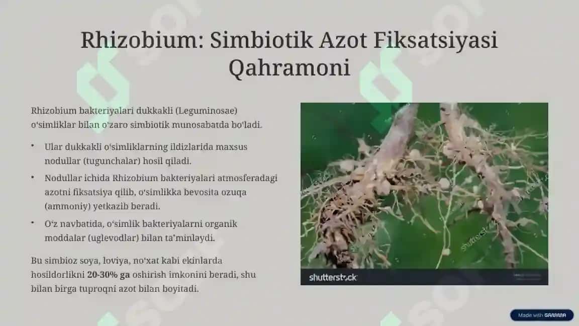 Azot Fiksatsiya Qiluvchi Bakteriyalar va Ularning Qishloq Xo‘jaligidagi Roli 3