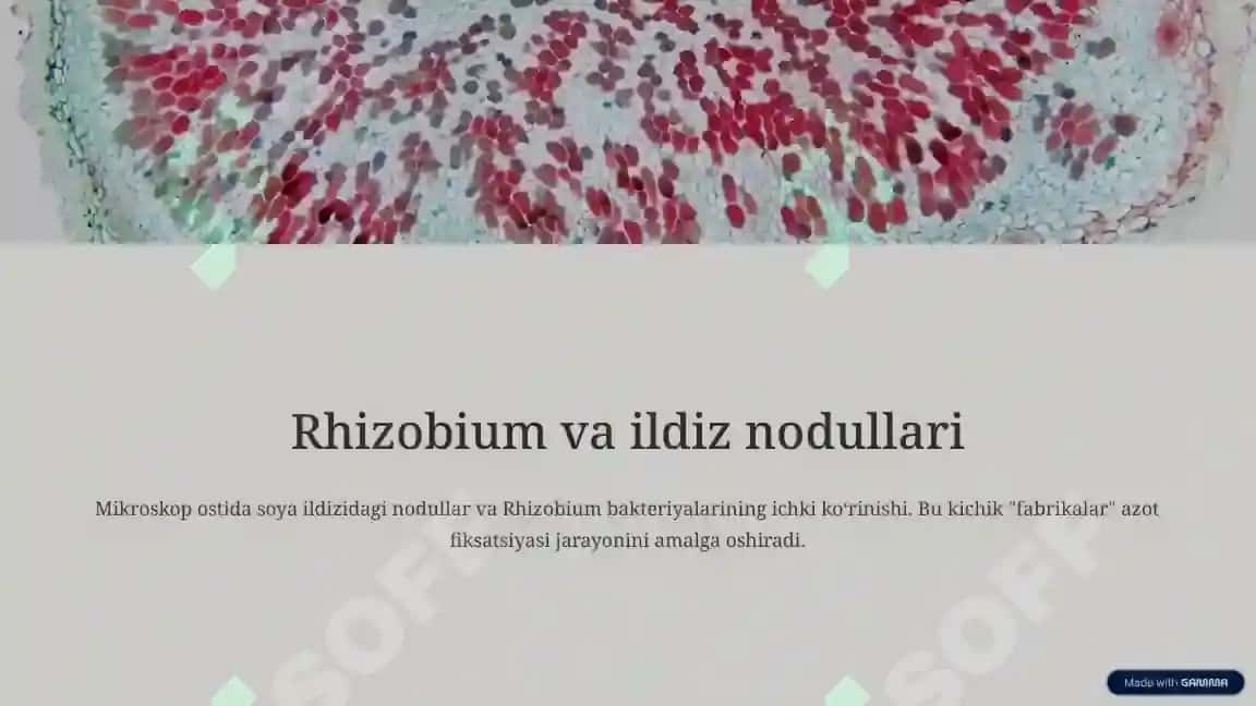 Azot Fiksatsiya Qiluvchi Bakteriyalar va Ularning Qishloq Xo‘jaligidagi Roli 4