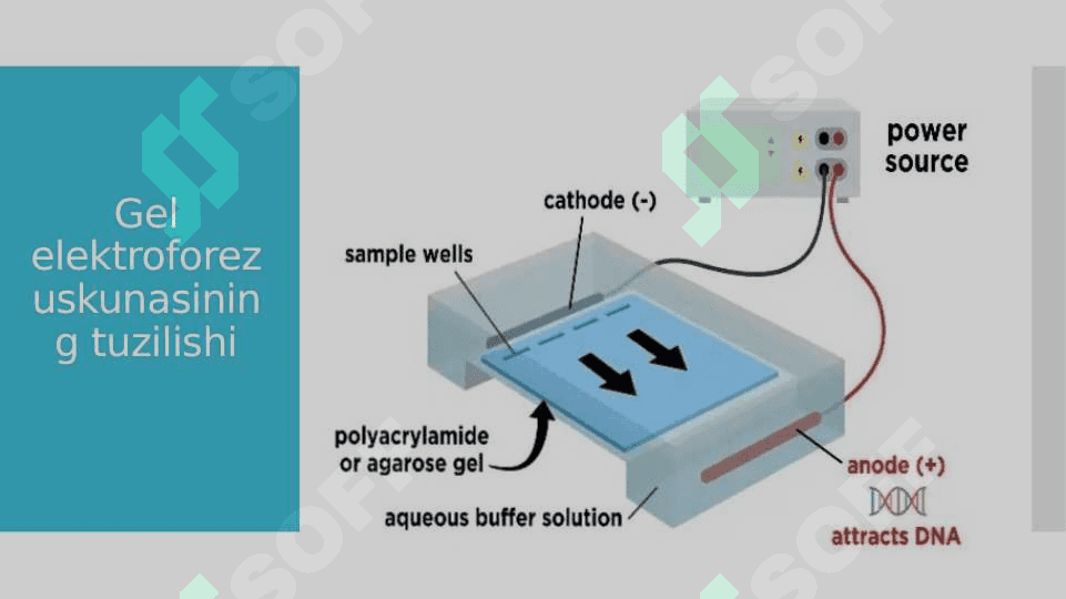 Gel elektroforez usuli 5