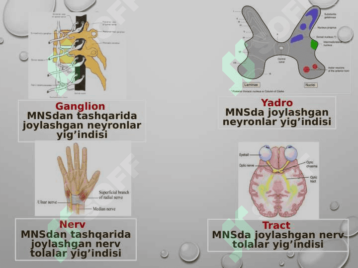 Orqa miyaning reflektor va o`tkazuvchi to`li faoliyati. Tekshirish usullari 5