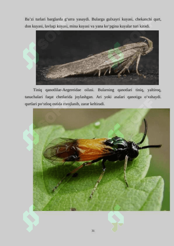 Tangachaqanotlilar sistematikasi. 3