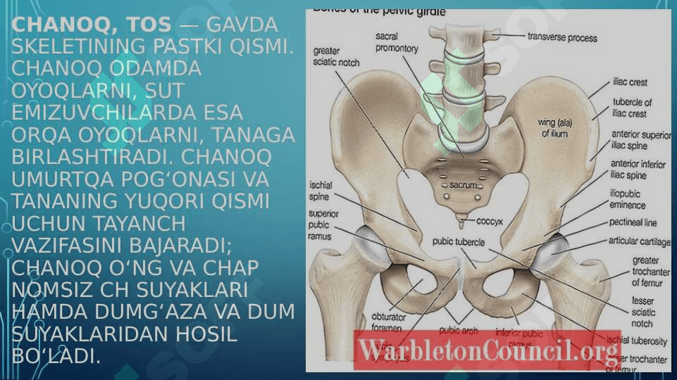 Chanoq skeleti rentgenoanatomiyasi 3